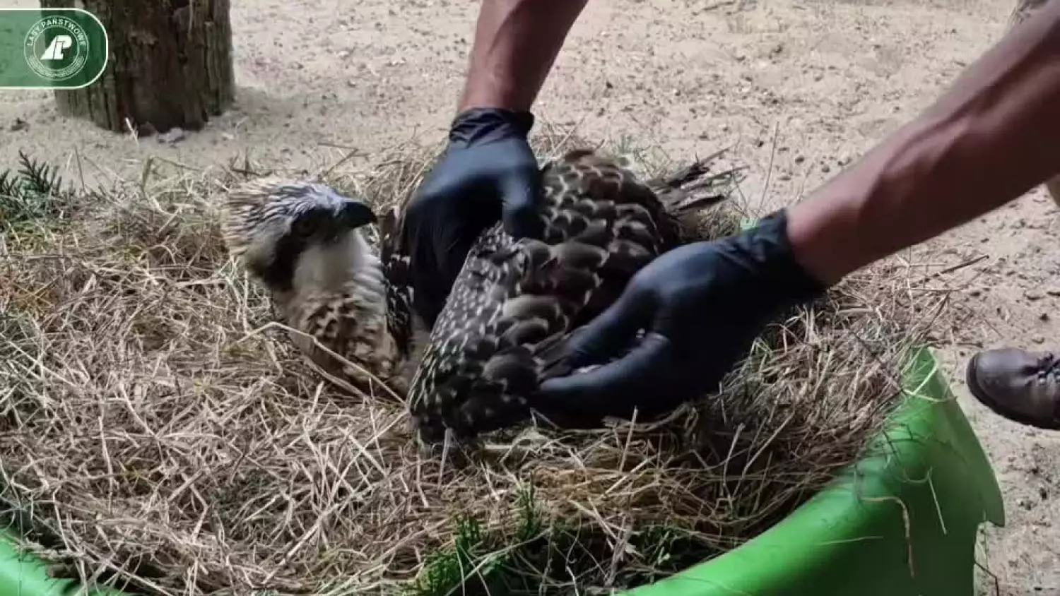 Dramat w gnieździe rybołowów z Nadleśnictwa Lipka.